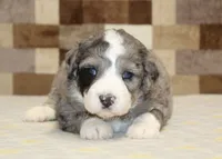 Cassie, a female Miniature Bernedoodle for sale in Denver, PA – 2 of 3
