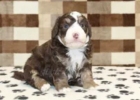 Bingo, a male Miniature Bernedoodle for sale in Denver, PA – 4 of 4