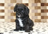 Violet, a female Cavapoo for sale in Denver, PA – 3 of 4