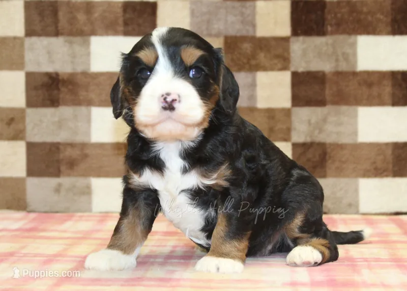 Fritz – Cavapoo, Miniature Bernedoodle puppy for sale in Denver, PA