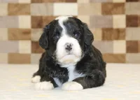 Cupcake, a female Miniature Bernedoodle for sale in Denver, PA – 2 of 3