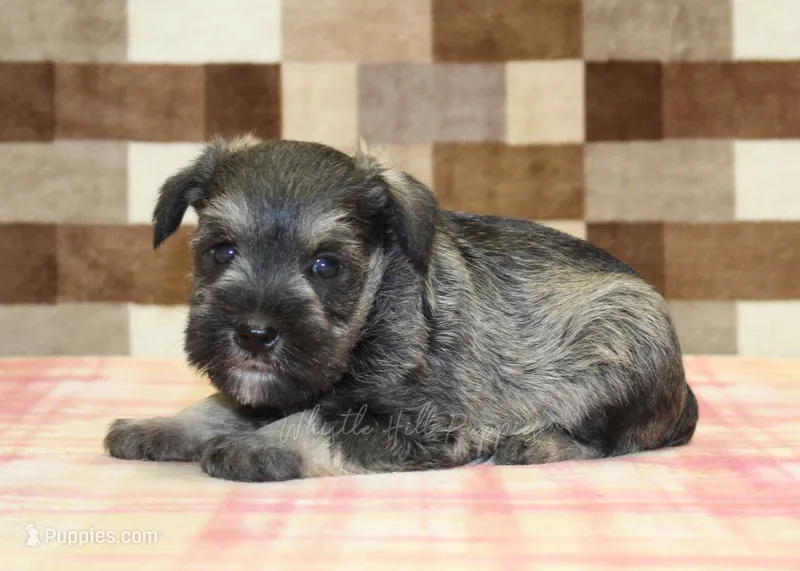 Leo – Miniature Schnauzer puppy for sale in Denver, PA