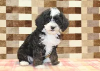 Jacob, a male Cavapoo and Miniature Bernedoodle for sale in Denver, PA – 4 of 4