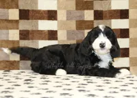 Fairy, a female Cavapoo and Miniature Bernedoodle for sale in Denver, PA – 2 of 7