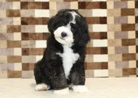 Chief, a male Miniature Bernedoodle for sale in Denver, PA – 3 of 8