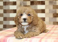 JJ, a male Cavapoo and Miniature Bernedoodle for sale in Denver, PA – 2 of 4