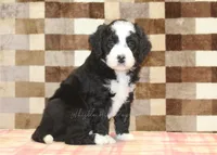 Cody, a male Miniature Bernedoodle for sale in Denver, PA – 8 of 8