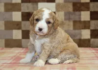 Fern, a female Cavapoo and Miniature Bernedoodle for sale in Denver, PA – 4 of 4