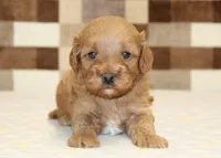 Diego, a male Cavapoo for sale in Denver, PA – 2 of 3
