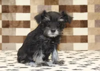 Penny, a female Miniature Schnauzer for sale in Denver, PA – 4 of 4