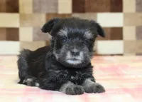 Penny, a female Miniature Schnauzer for sale in Denver, PA – Photo 3 of 4