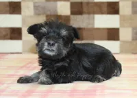 Penny, a female Miniature Schnauzer for sale in Denver, PA – Photo 1 of 4