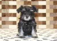 Penny, a female Miniature Schnauzer for sale in Denver, PA – 3 of 4
