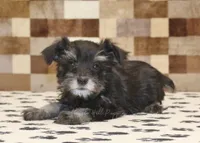Penny, a female Miniature Schnauzer for sale in Denver, PA – 2 of 4
