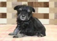 Penny, a female Miniature Schnauzer for sale in Denver, PA – Photo 4 of 4