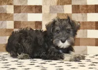 Eddy, a male Miniature Schnauzer for sale in Denver, PA – 2 of 8