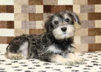 Elmo, a male Miniature Schnauzer for sale in Denver, PA – 2 of 8