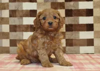 Dolly, a female Cavapoo for sale in Denver, PA – 8 of 8