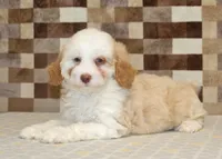 Hanna, a female Miniature Bernedoodle for sale in Denver, PA – 2 of 4