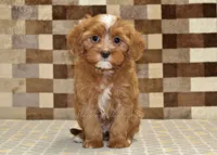 Indy, a female Cavapoo for sale in Denver, PA – 3 of 4