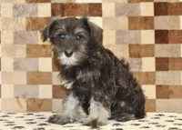 Echo, a female Miniature Schnauzer for sale in Denver, PA – 3 of 4