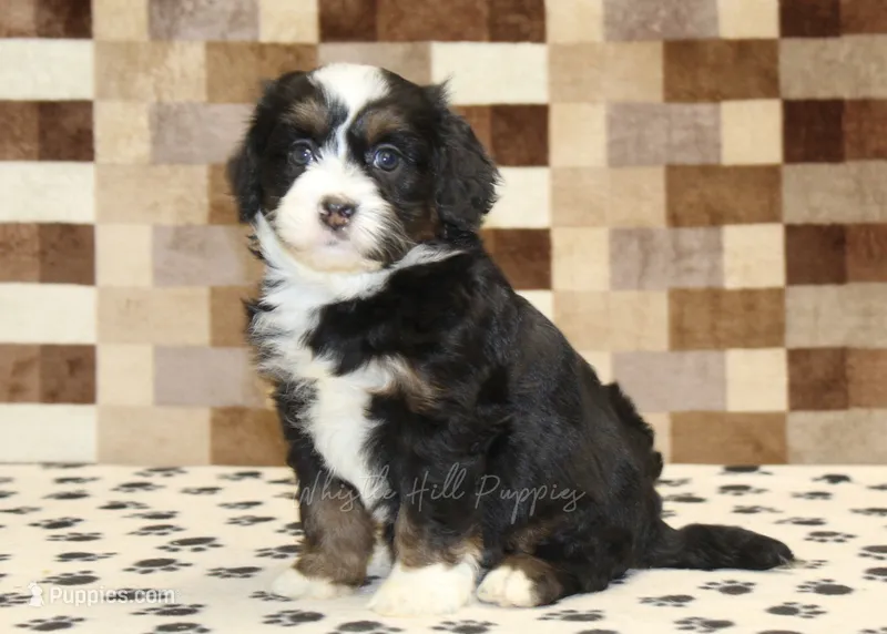 Karly – Miniature Bernedoodle puppy for sale in Denver, PA