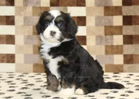 Karly, a female Miniature Bernedoodle for sale in Denver, PA – 1 of 4
