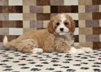 Fern, a female Cavapoo and Miniature Bernedoodle for sale in Denver, PA – 2 of 8