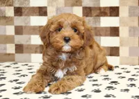 Grace, a female Cavapoo for sale in Denver, PA – 2 of 4