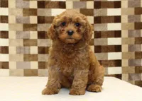 Dolly, a female Cavapoo for sale in Denver, PA – 3 of 8