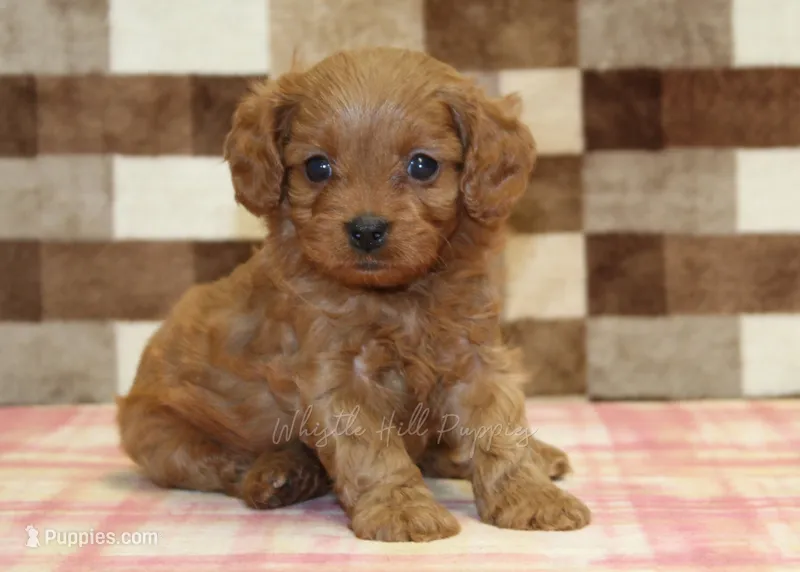 Dora – Cavapoo puppy for sale in Denver, PA