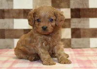 Dora, a female Cavapoo for sale in Denver, PA – 5 of 8