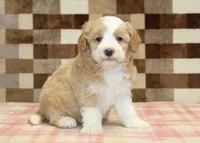 Honey, a female Miniature Bernedoodle for sale in Denver, PA – 4 of 4