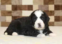 Cody, a male Miniature Bernedoodle for sale in Denver, PA – 3 of 3