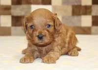 Donny, a male Cavapoo for sale in Denver, PA – 2 of 3