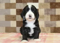 Fairy, a female Cavapoo and Miniature Bernedoodle for sale in Denver, PA – 3 of 4