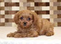 Dora, a female Cavapoo for sale in Denver, PA – 2 of 8