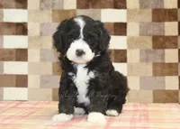 Chief, a male Miniature Bernedoodle for sale in Denver, PA – 7 of 8
