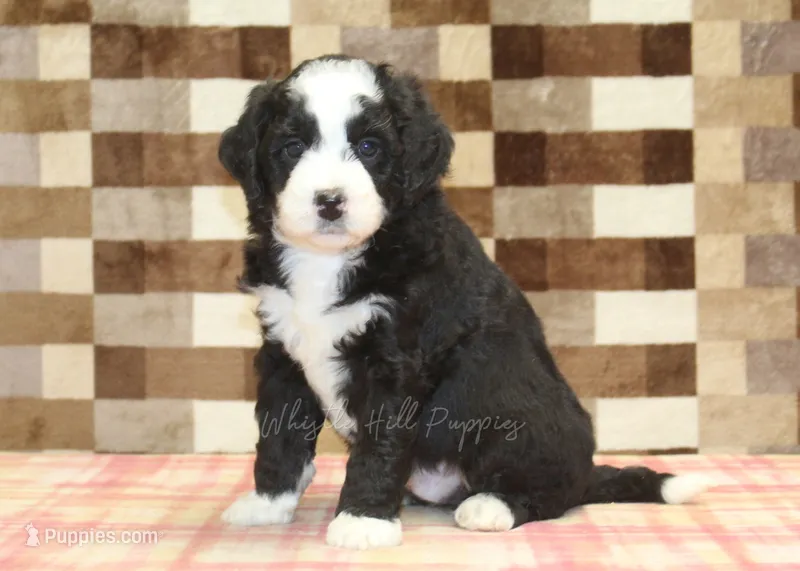 Cody – Miniature Bernedoodle puppy for sale in Denver, PA