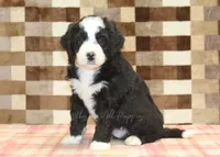 Cody, a male Miniature Bernedoodle for sale in Denver, PA – 5 of 8