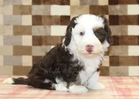 Bailey, a female Miniature Bernedoodle for sale in Denver, PA – 8 of 8