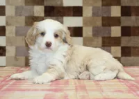 Chief, a male Miniature Bernedoodle for sale in Denver, PA – Photo 2 of 4