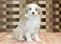 Chief, a male Miniature Bernedoodle for sale in Denver, PA – Photo 1 of 4
