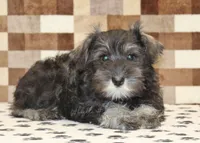 Echo, a female Miniature Schnauzer for sale in Denver, PA – 2 of 4