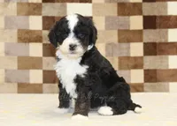 Jacob, a male Cavapoo and Miniature Bernedoodle for sale in Denver, PA – 4 of 4