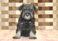Eddy, a male Miniature Schnauzer for sale in Denver, PA – 3 of 4