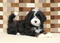 Cupcake, a female Miniature Bernedoodle for sale in Denver, PA – 2 of 8