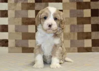 Jack, a male Cavapoo and Miniature Bernedoodle for sale in Denver, PA – 3 of 4