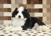 Kelly, a female Miniature Bernedoodle for sale in Denver, PA – 2 of 4