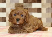 Ginger, a female Cavapoo for sale in Denver, PA – 3 of 3